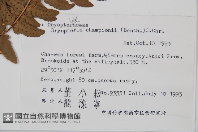 闊鱗鱗毛蕨藏品圖，第2張