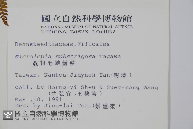 亞粗毛鱗蓋蕨藏品圖，第2張