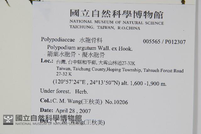 箭葉水龍骨、擬水龍骨藏品圖，第2張