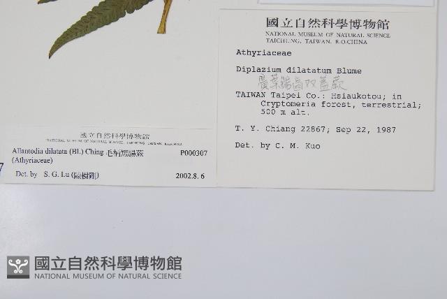 毛柄短腸蕨藏品圖，第2張