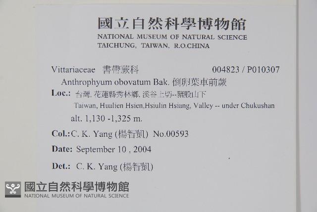 車前蕨藏品圖，第2張