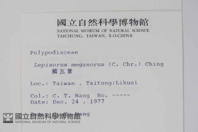 鱗瓦葦、長柄瓦葦藏品圖，第2張