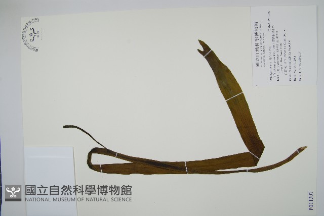 帶狀瓶爾小草藏品圖，第1張