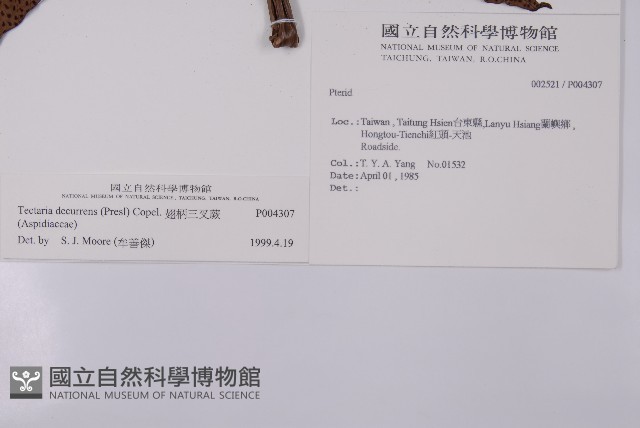 翅柄三叉蕨藏品圖，第2張