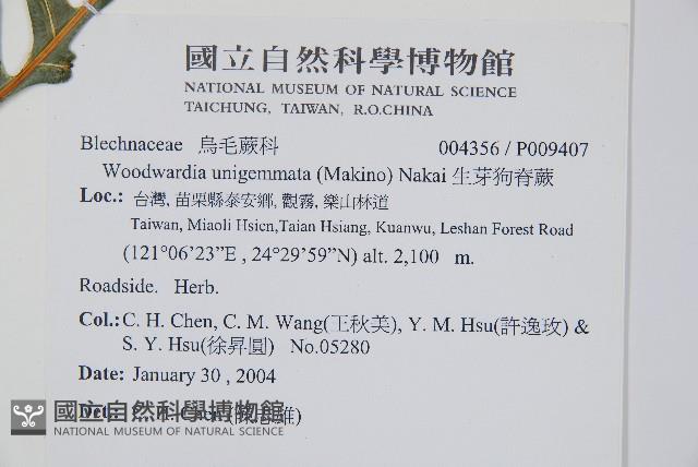 生芽狗脊蕨、頂芽狗脊蕨藏品圖，第2張