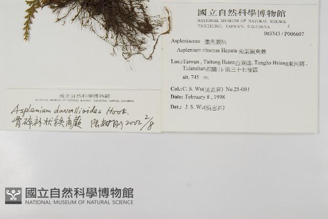 骨碎補鐵角蕨藏品圖，第2張