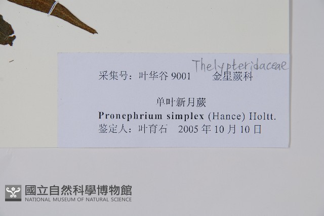 單葉新月蕨藏品圖，第2張
