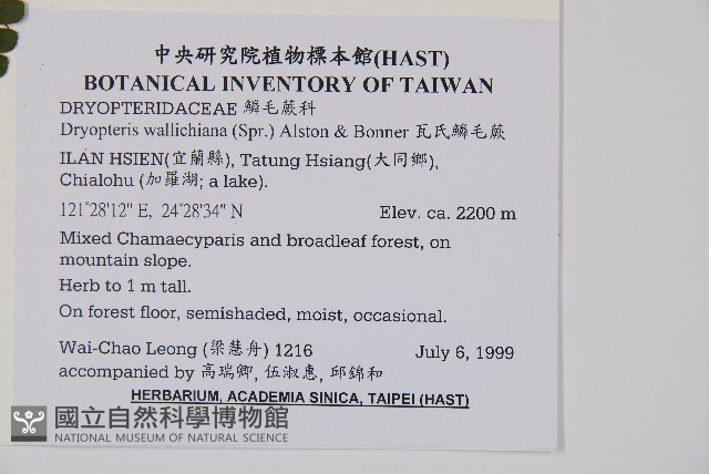 瓦氏鱗毛蕨藏品圖，第2張