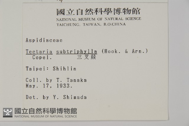 三叉蕨藏品圖，第2張