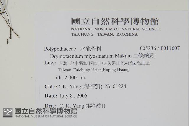 二條線蕨藏品圖，第2張