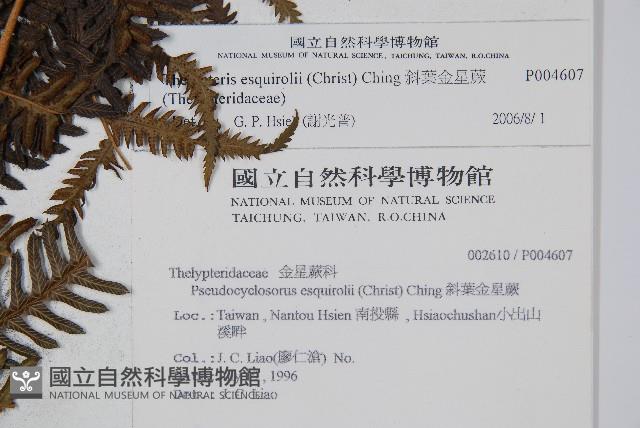 斜葉金星蕨藏品圖，第2張