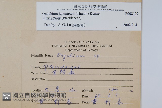 日本金粉蕨藏品圖，第2張