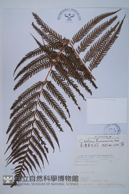臺灣金狗毛蕨藏品圖，第1張