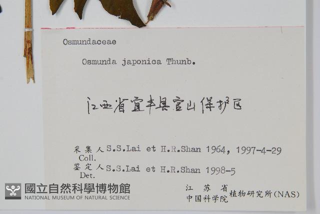 紫萁藏品圖，第2張