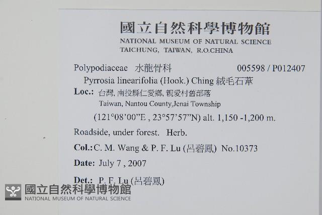 絨毛石葦藏品圖，第2張