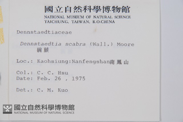 碗蕨藏品圖，第2張