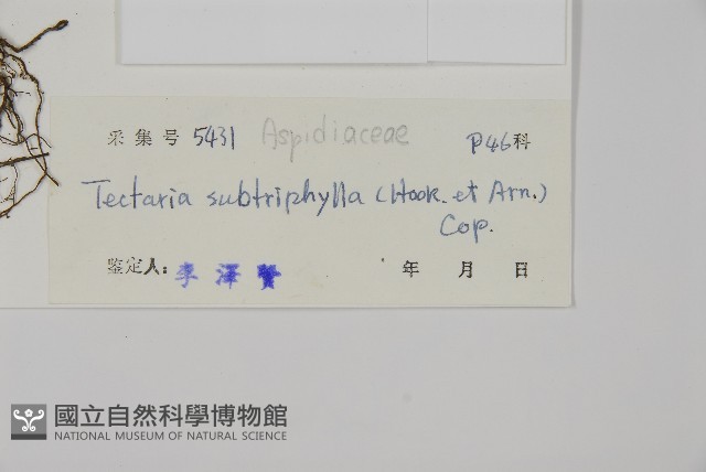 三叉蕨藏品圖，第2張