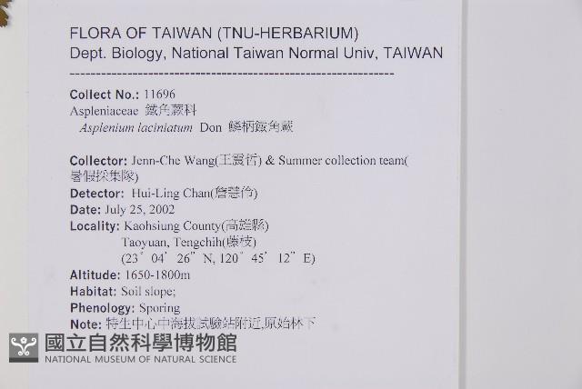 鱗柄鐵角蕨藏品圖，第2張