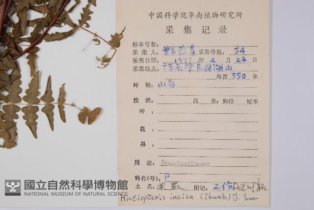 栗蕨藏品圖，第2張