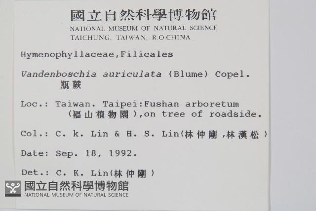 瓶蕨藏品圖，第2張