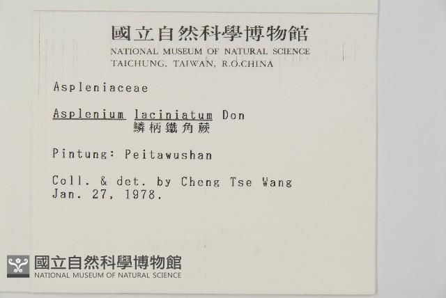 鱗柄鐵角蕨藏品圖，第2張