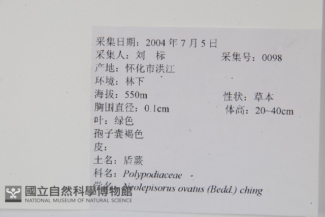 盾蕨藏品圖，第2張