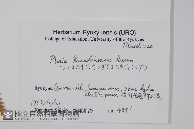 平羽鳳尾蕨藏品圖，第2張