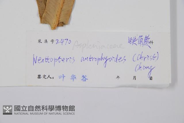 狹基巢蕨藏品圖，第2張