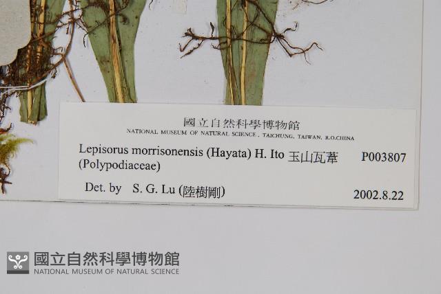 玉山瓦葦藏品圖，第2張