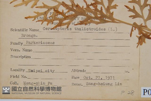 水蕨藏品圖，第2張