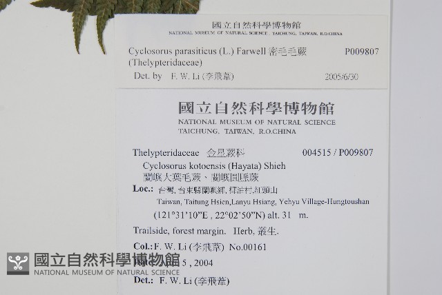 密毛毛蕨藏品圖，第2張