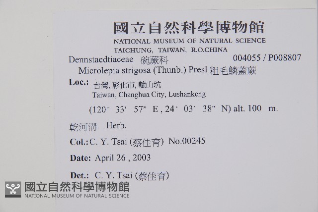 粗毛鱗蓋蕨藏品圖，第2張