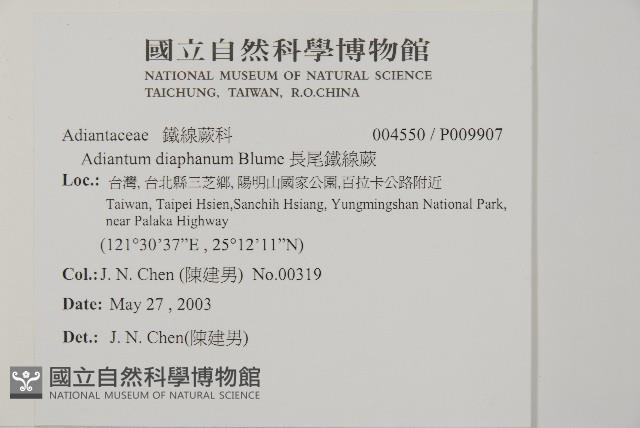 長尾鐵線蕨藏品圖，第2張