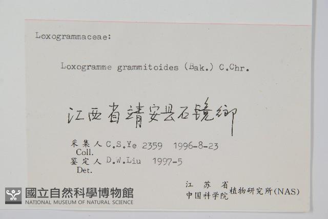 小葉劍蕨藏品圖，第2張