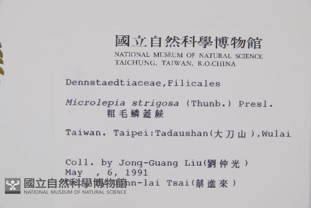 粗毛鱗蓋蕨藏品圖，第2張