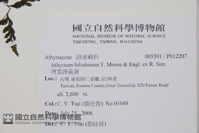 三回蹄蓋蕨藏品圖，第2張