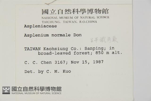 生芽鐵角蕨藏品圖，第2張