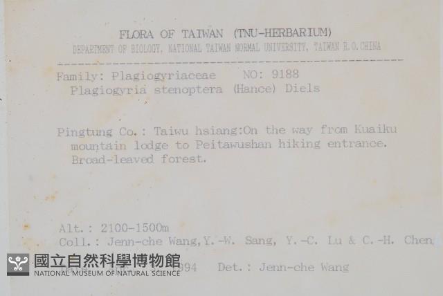 耳形瘤足蕨藏品圖，第2張