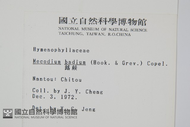 蕗蕨藏品圖，第2張