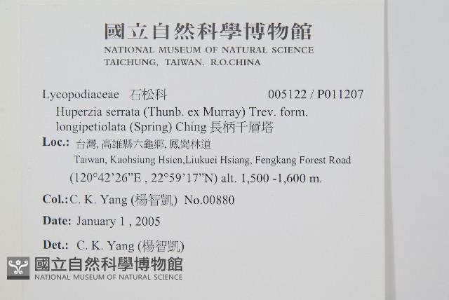 長柄千層塔藏品圖，第2張