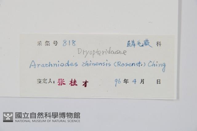 中華複葉耳蕨藏品圖，第2張