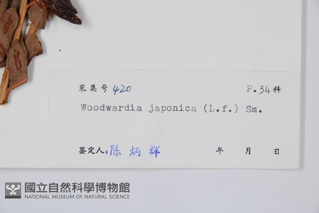 日本狗脊蕨藏品圖，第2張