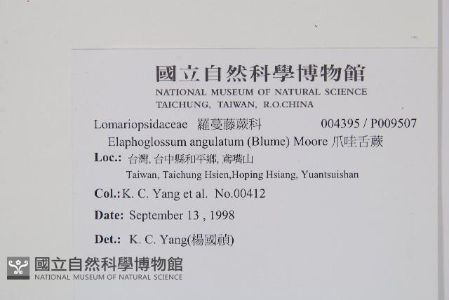 垂葉舌蕨藏品圖，第2張