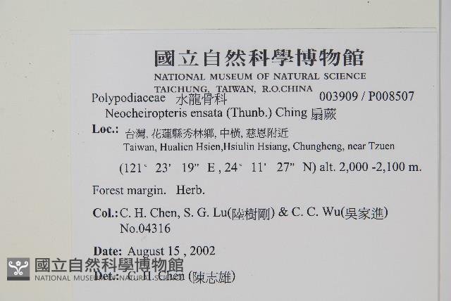 扇蕨藏品圖，第2張