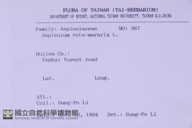 銀杏葉鐵角蕨藏品圖，第2張