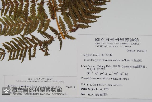 粗毛金星蕨藏品圖，第2張