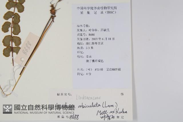 圓葉陵齒蕨藏品圖，第2張