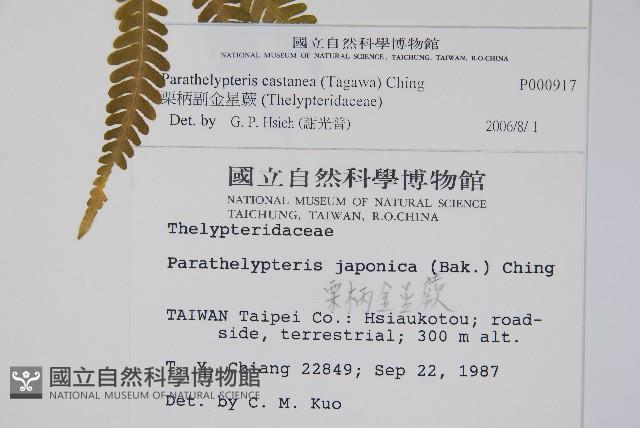 栗柄副金星蕨藏品圖，第2張