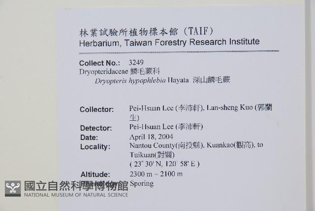 深山鱗毛蕨藏品圖，第2張