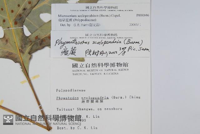 海金沙藏品圖，第2張